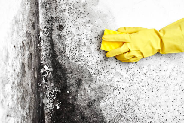 Why You Should Choose Our Mold Remediation Services in Monroeville, AL